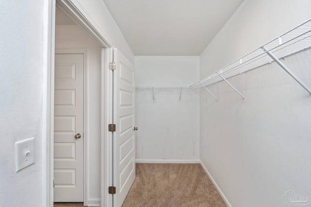 spacious closet featuring carpet floors