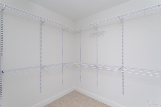 walk in closet with carpet flooring