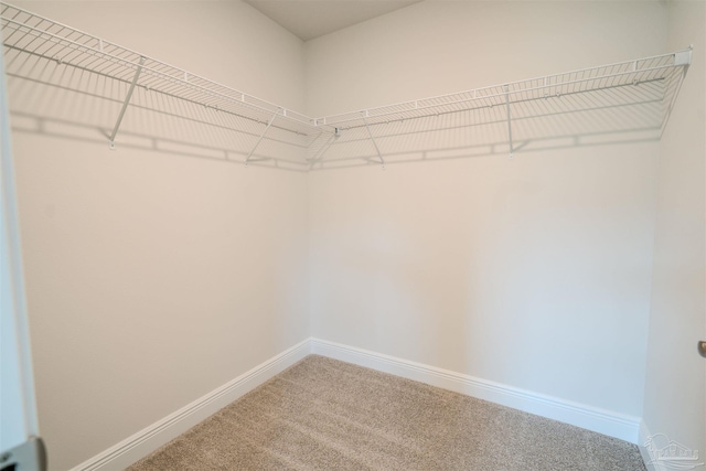 walk in closet with carpet floors