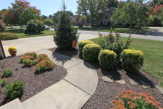 view of yard featuring concrete driveway