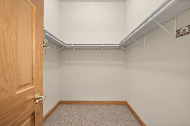 walk in closet featuring carpet flooring