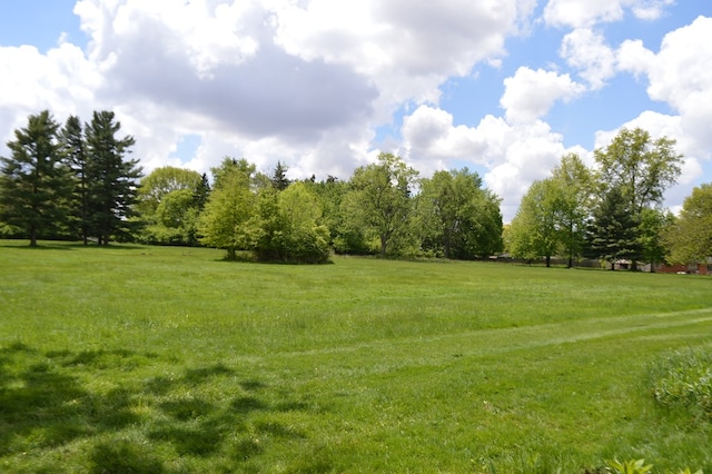 view of local wilderness