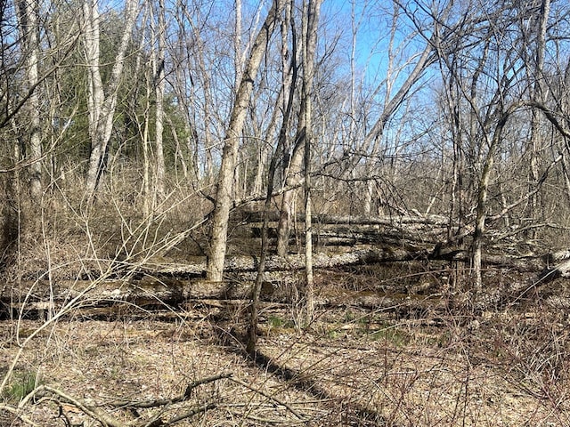 view of local wilderness