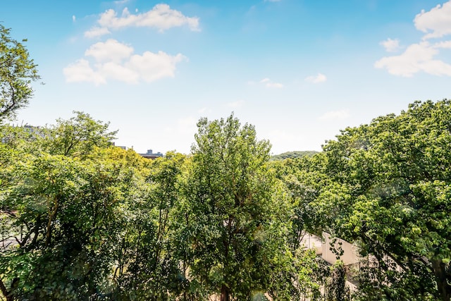 view of local wilderness