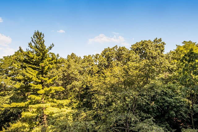 view of local wilderness