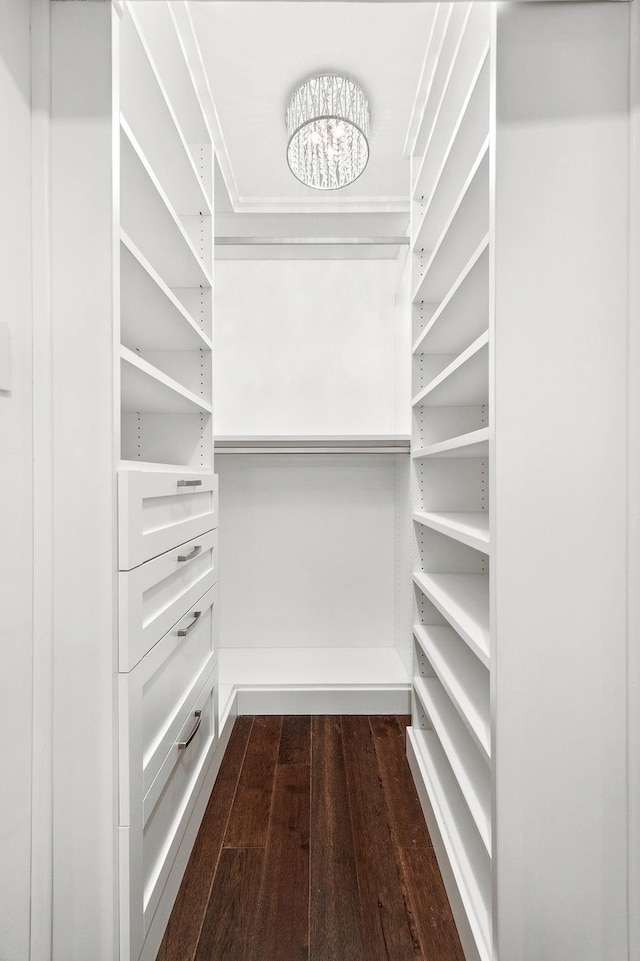 spacious closet featuring dark wood finished floors