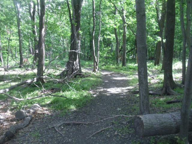 view of nature with a wooded view