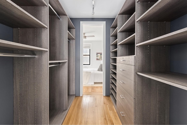 spacious closet featuring light wood-type flooring and a ceiling fan