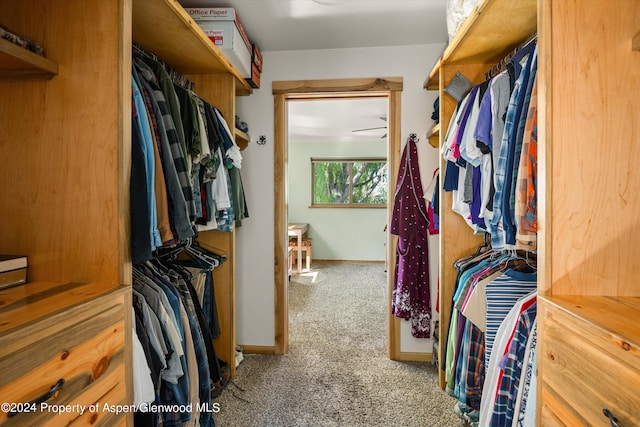 walk in closet featuring carpet flooring