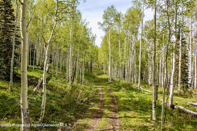 view of local wilderness