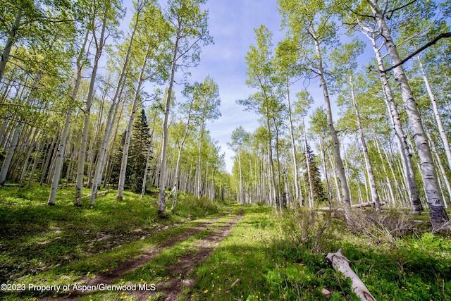 view of local wilderness