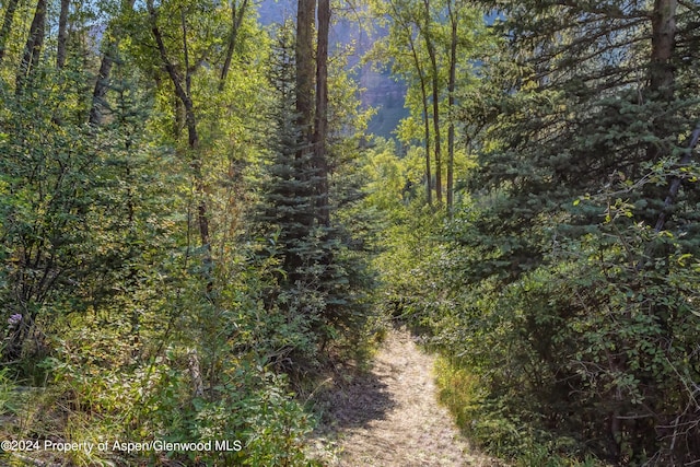 900 Dorais Way, Redstone, CO 81623 - view of tree filled area