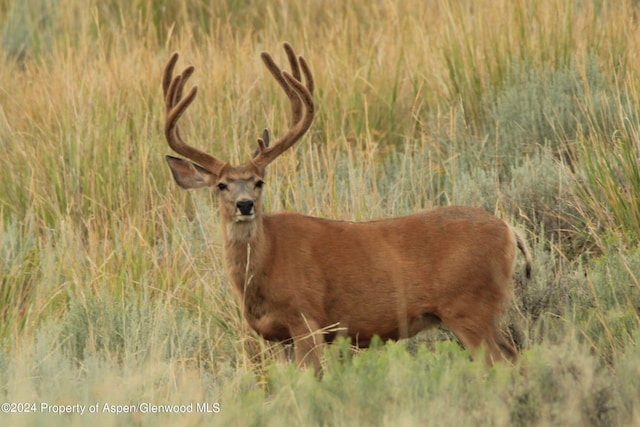 TBD Highway 40, Craig CO, 81625 land for sale