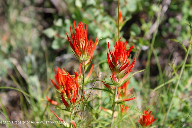 TBD Shield O Rd, Snowmass, CO 81654 - photo 12
