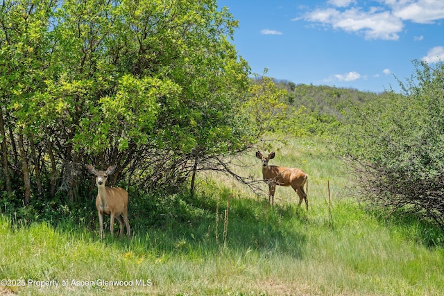 248 Basalt Mountain Dr, Carbondale, CO 81623 - view of nature