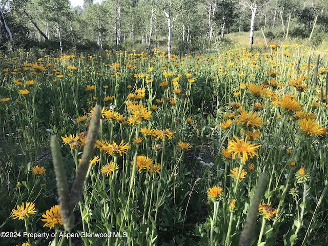 LOT16B Mountain Springs Rd, Glenwood Springs, CO 81601