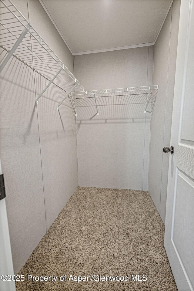 spacious closet with carpet floors