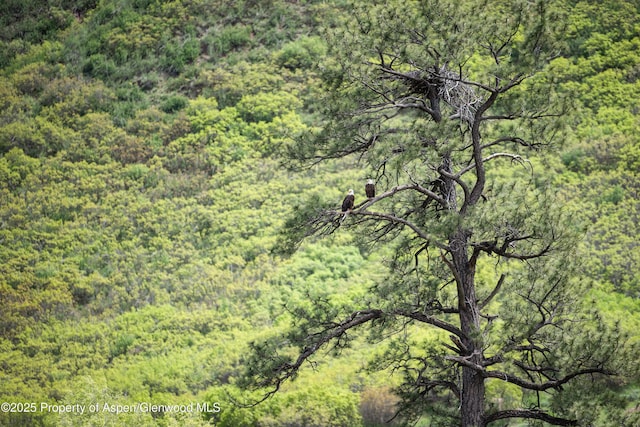 bird's eye view with a forest view