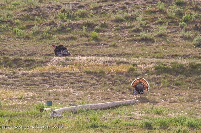 13010 Dry Gulch Rd, Paonia, CO 81428 - photo 24