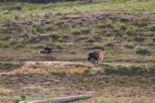 13010 Dry Gulch Rd, Paonia, CO 81428 - photo 23
