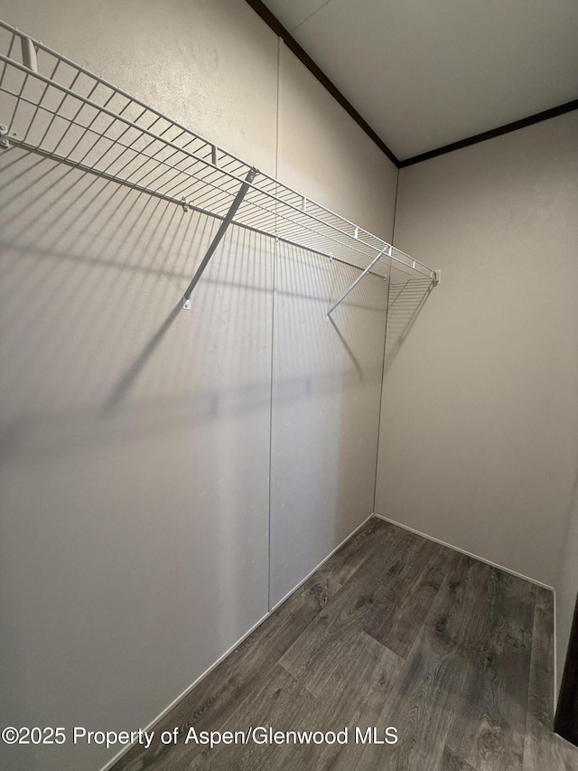 spacious closet featuring dark hardwood / wood-style flooring