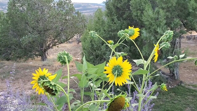 6180 County Road 320, Rifle, CO 81650 - photo 31