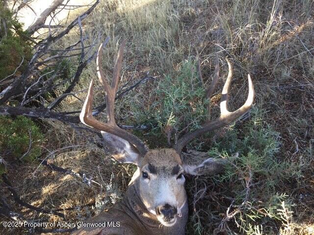 37 County Road 93, Craig, CO 81625 - photo 12