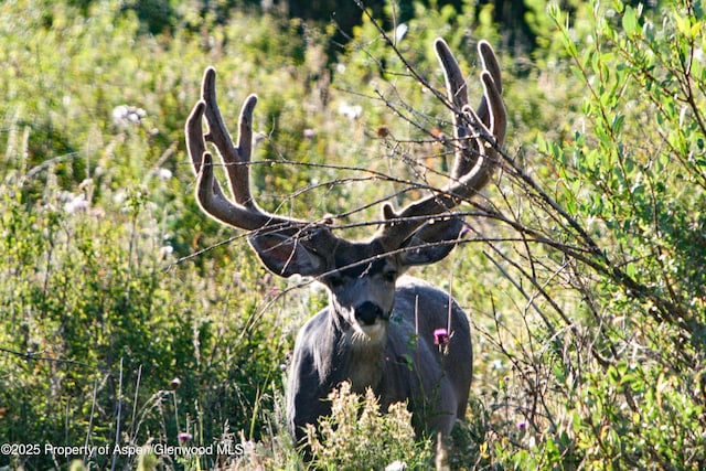 22000 P77 Rd, Cimarron, CO 81220 - photo 31