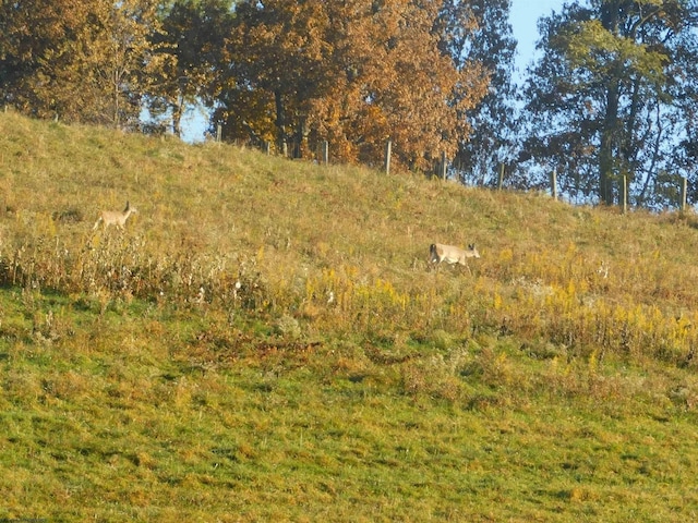 view of local wilderness