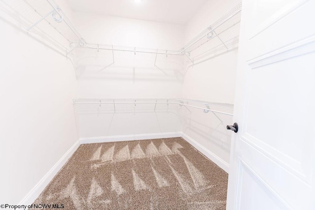 walk in closet featuring carpet flooring