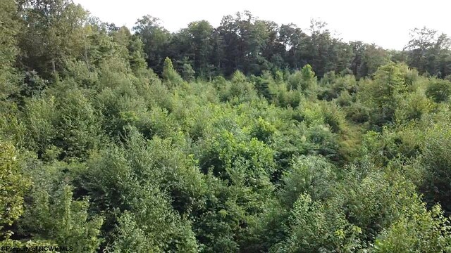 TBD Veterans Memorial Highway, Kingwood, WV 26537