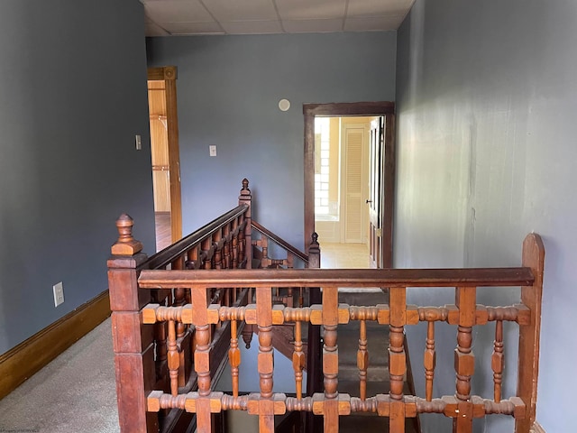 stairway featuring carpet flooring and a drop ceiling