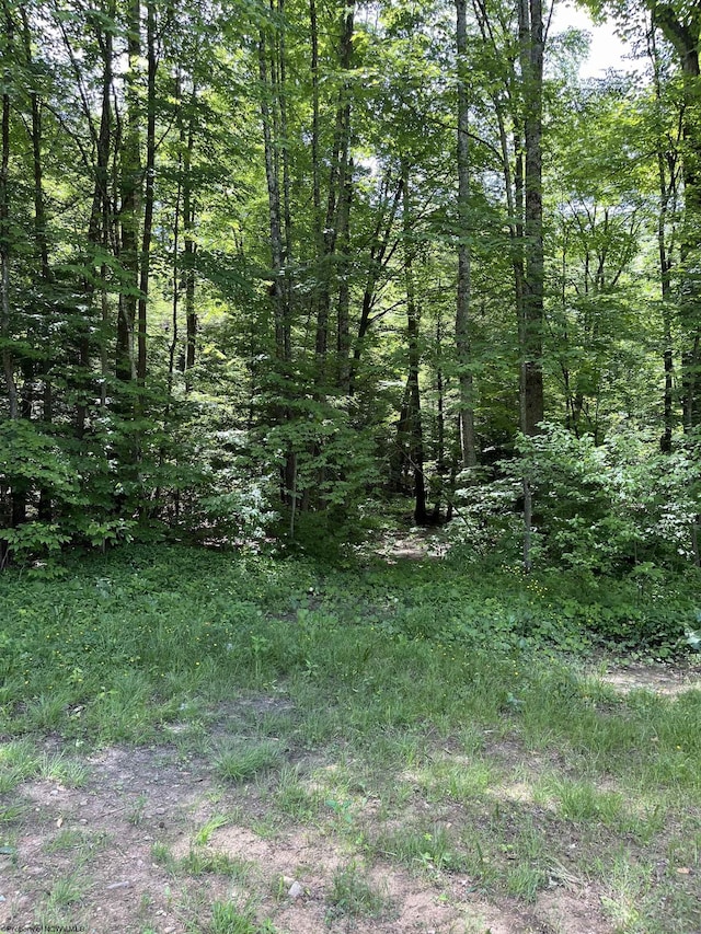 3485 Adolph Rd, Mill Creek, WV 26280 - view of undeveloped land