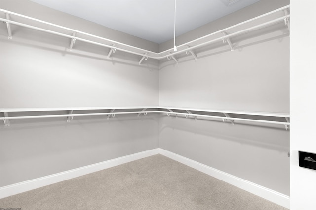 walk in closet with carpet floors