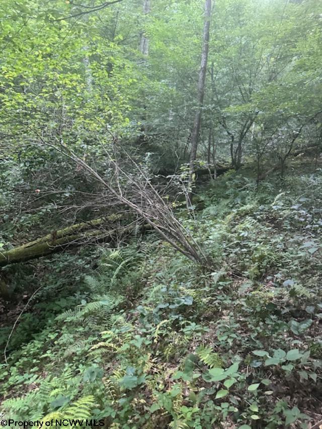 TBD Creed Isner Road, Kerens, WV 26276
