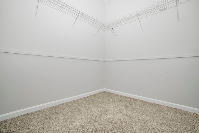 spacious closet featuring carpet