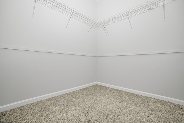 spacious closet featuring carpet floors