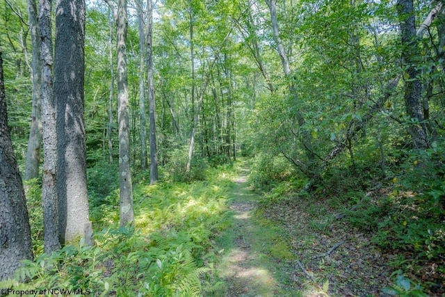 view of local wilderness