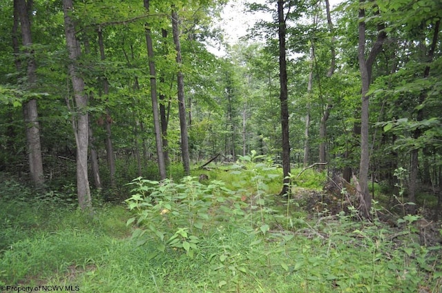 view of local wilderness