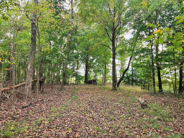 view of local wilderness