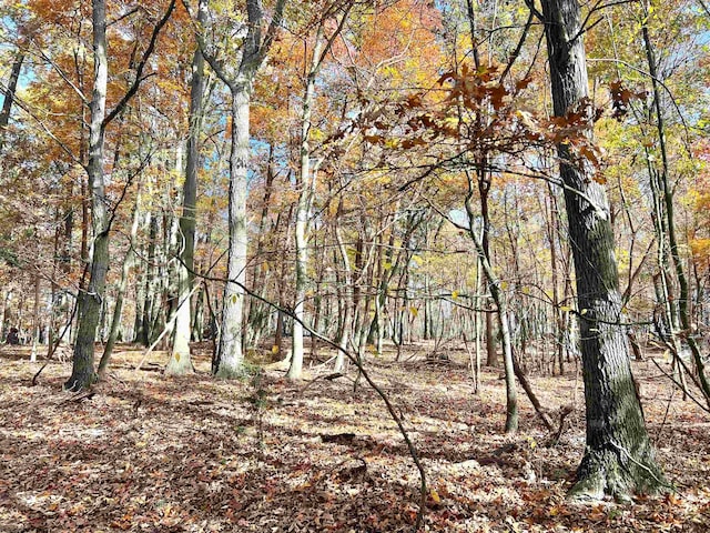 view of local wilderness