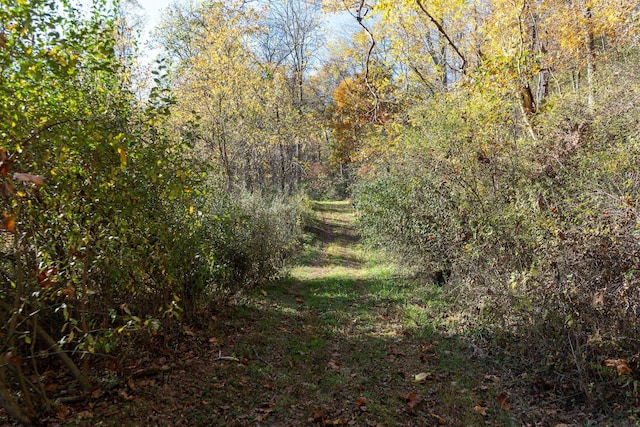 view of local wilderness