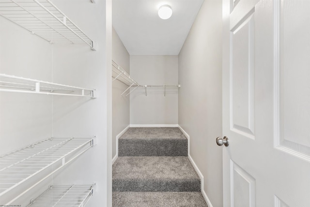 spacious closet featuring carpet flooring