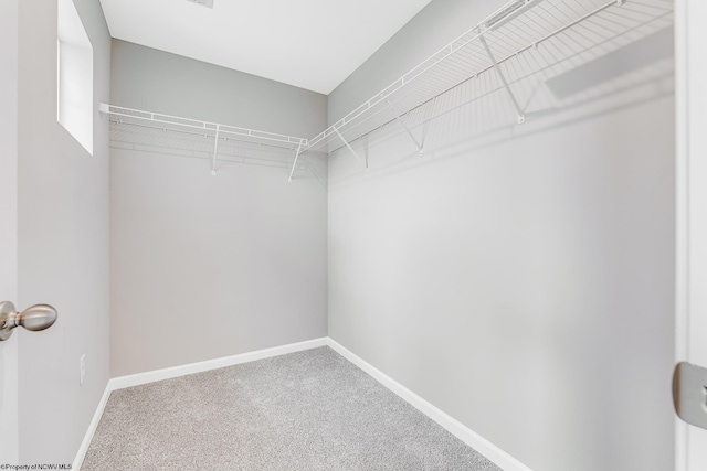 walk in closet with carpet flooring