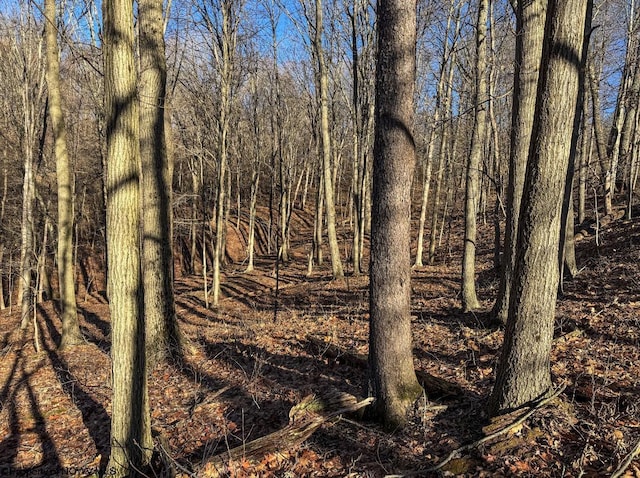 view of local wilderness