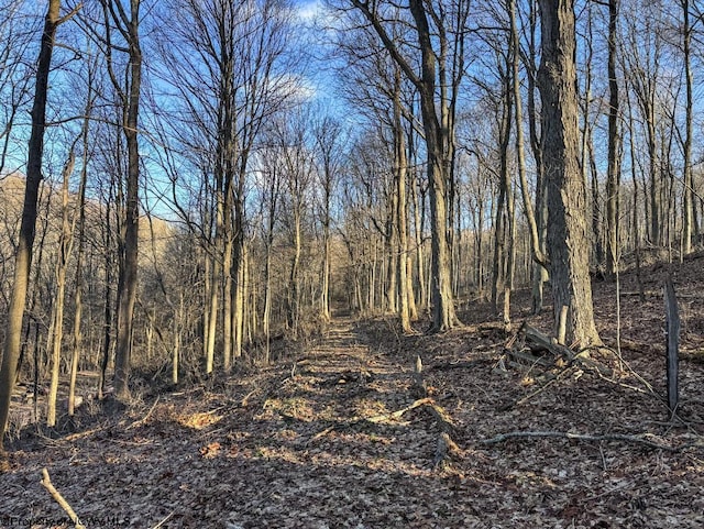 view of local wilderness with a wooded view