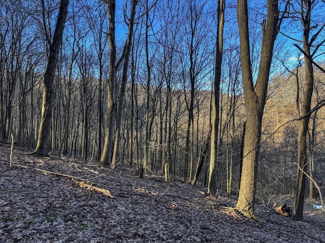 view of local wilderness with a forest view