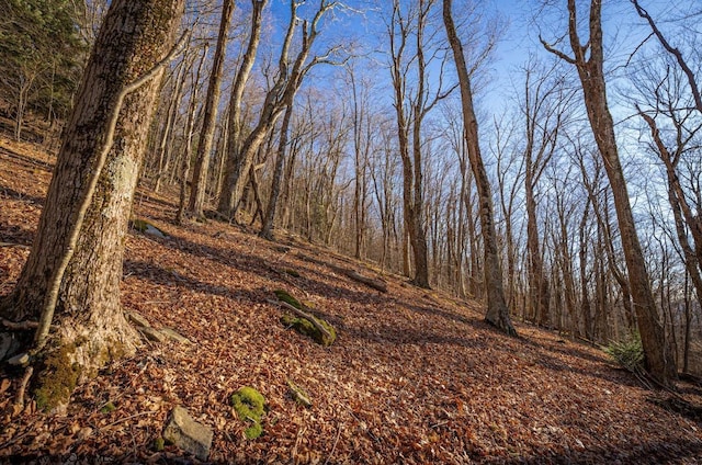 view of local wilderness