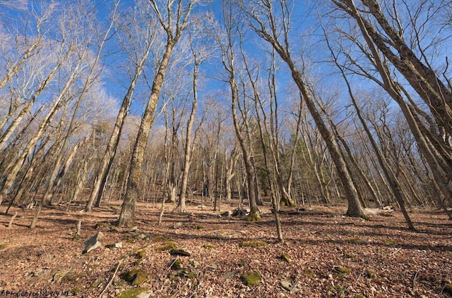 view of local wilderness