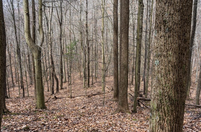 view of local wilderness